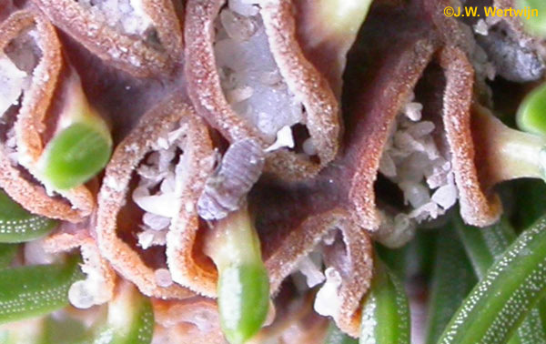 Sparappelgalluis (Adelges abietis) (Syn.Sacchiphantes abietis) 